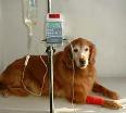 VetPro Veterinary Infusion Pump