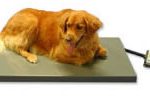 VETERINARY PLATFORM SCALE