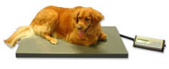 VETERINARY PLATFORM SCALE