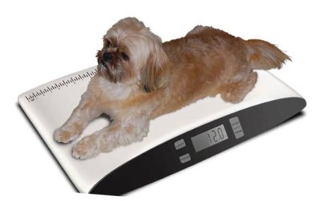 Pet Scales For Home Use, Animal Weighing