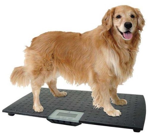 Redmon Precision Digital Pet Scale