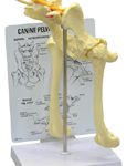 Canine Pelvis (Hip) Model
