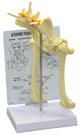 Canine Pelvis (Hip) Model