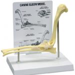 Canine Elbow Model