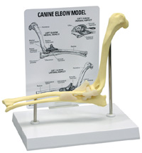 Canine Elbow Model