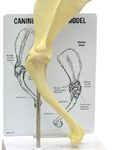 Canine Veterinary Shoulder Model