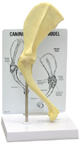 Canine Veterinary Shoulder Model