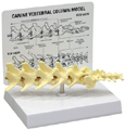 Canine 5-piece Vertebrae Model