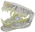 Clear Canine Jaw Model Clear Canine Jaw Model