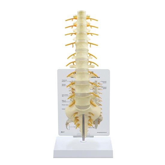 Sacrum T8 Spine