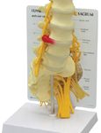 5-Pc. Lumbar Vertebrae with Sacrum