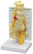 5-Pc. Lumbar Vertebrae with Sacrum