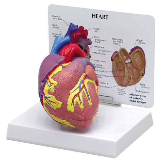 Human Heart Human Heart