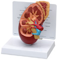 Kidney