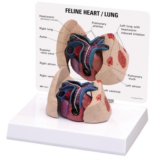 Feline Heart / Lung
