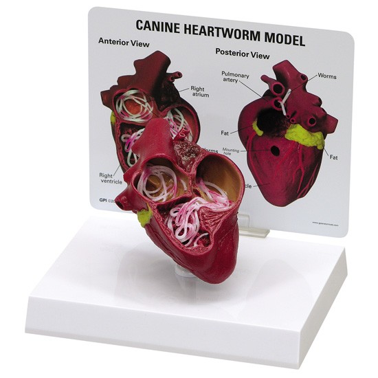 Canine Heartworm Model Canine Heartworm Model