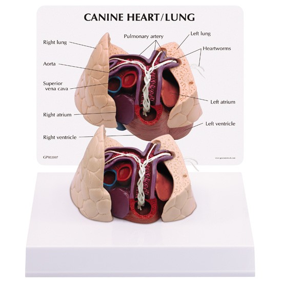 Canine Heart / Lung