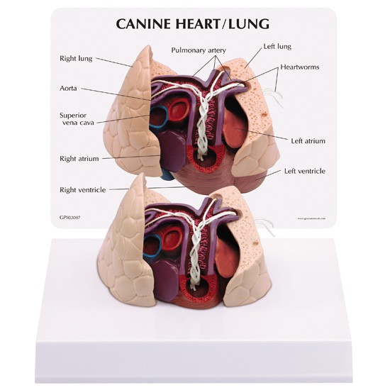 Canine Heart / Lung Canine Heart / Lung