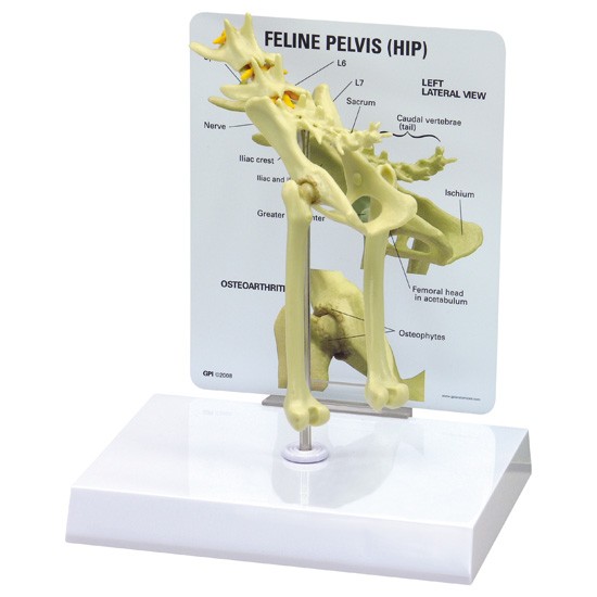 Feline Pelvis