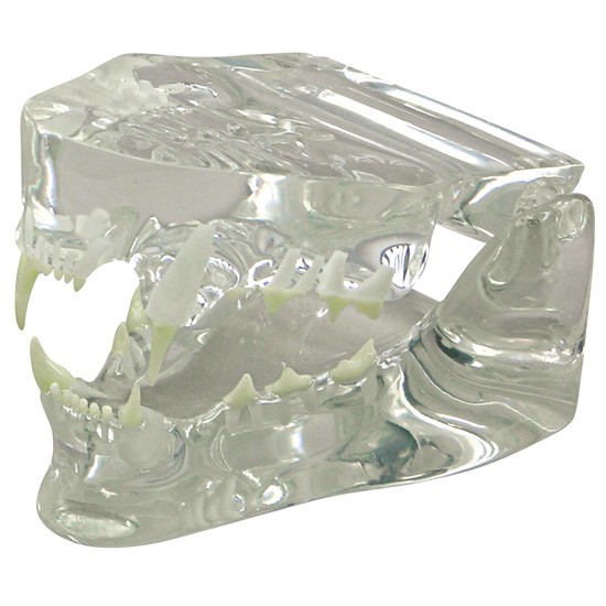 Clear Feline Jaw Model Clear Feline Jaw Model