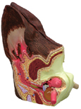 Canine Veterinary Ear Model Canine Veterinary Ear Model