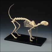 Feline skeleton Model