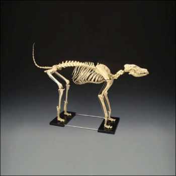 Large Canine Skeleton Large Canine Skeleton