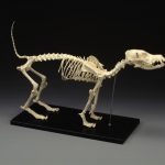 Medium Canine Skeleton