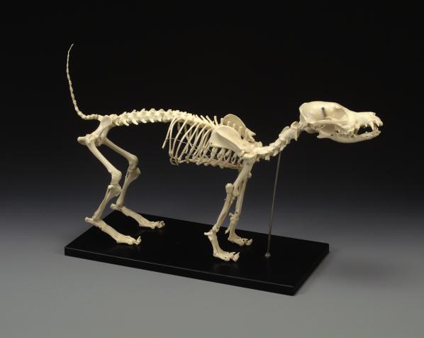 Medium Canine Skeleton